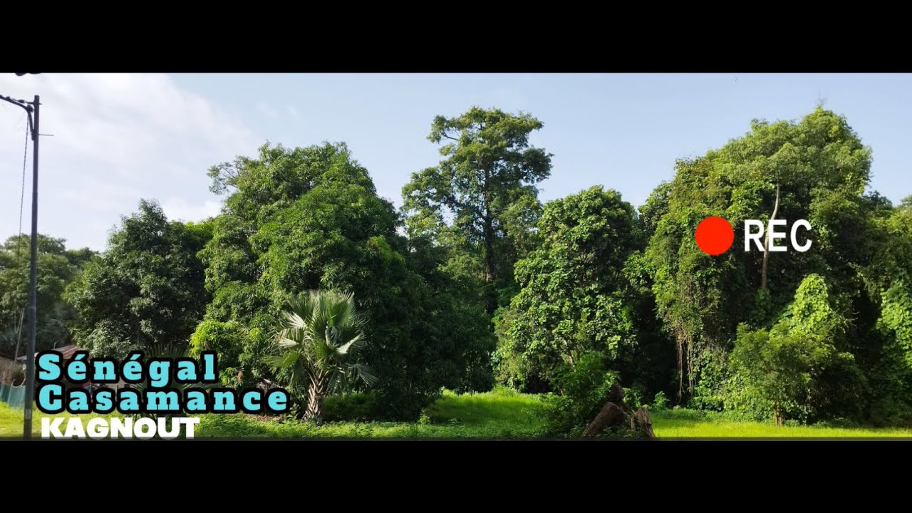 Visite de Kagnout au Sénégal en Casamance.