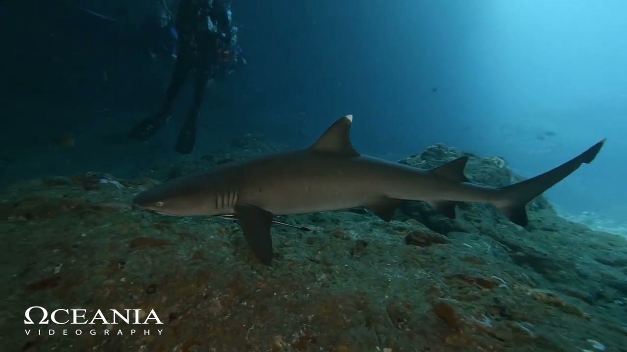 SHARK DIVING ,CANDIDASA (BALI ,INDONESIA)