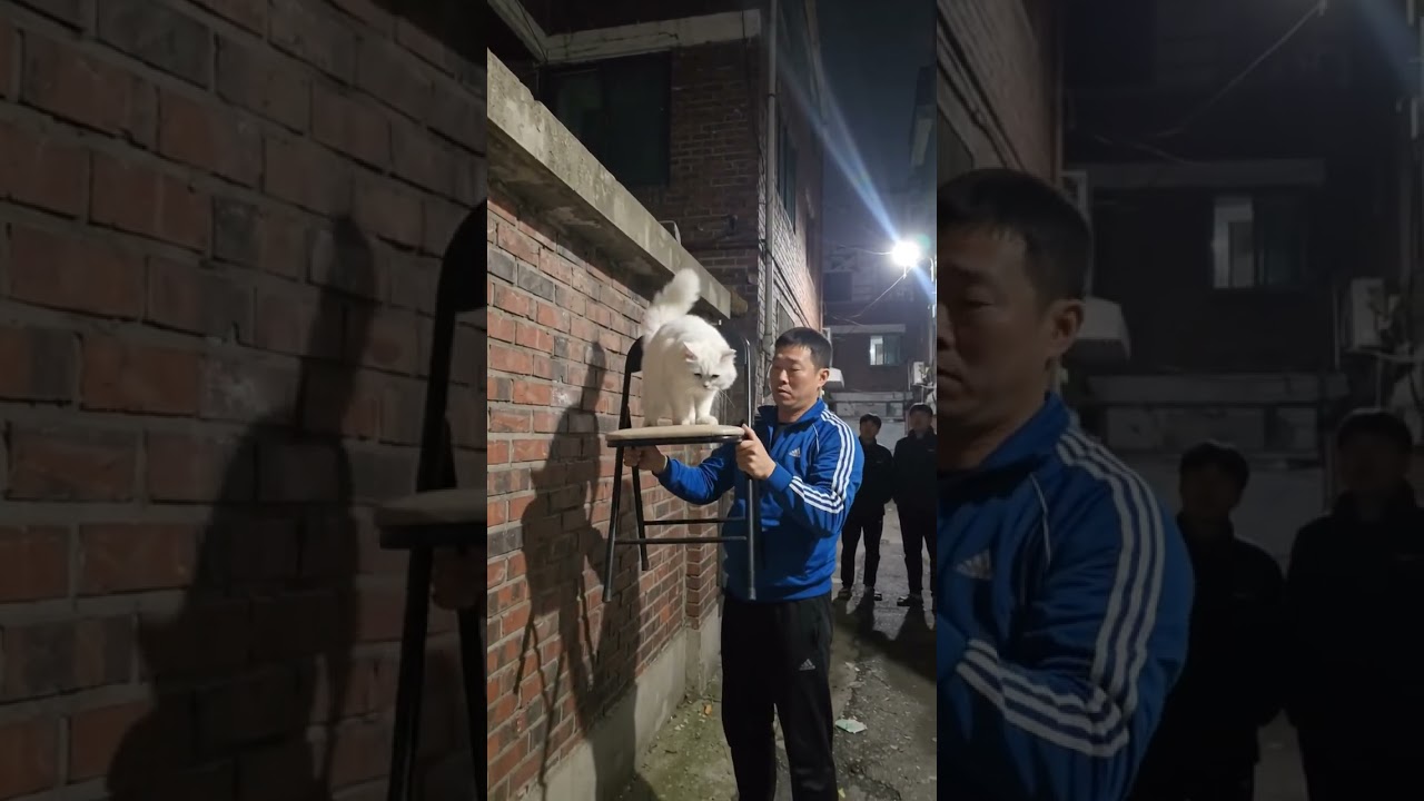 Man Rescues a Cat Trapped on a High Ledge 😱🐱 | Heartwarming Cat Rescue #shorts