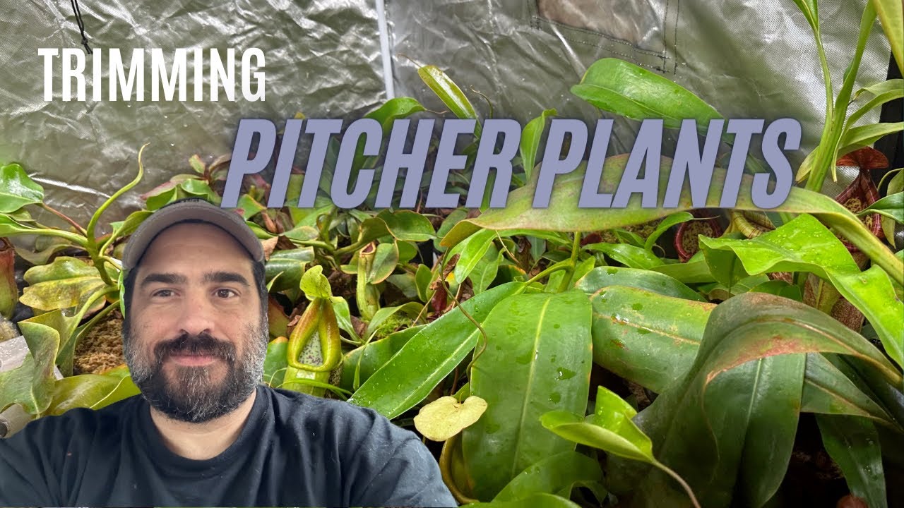 How To Trim/Prune Your Pitcher Plants/ Nepenthes