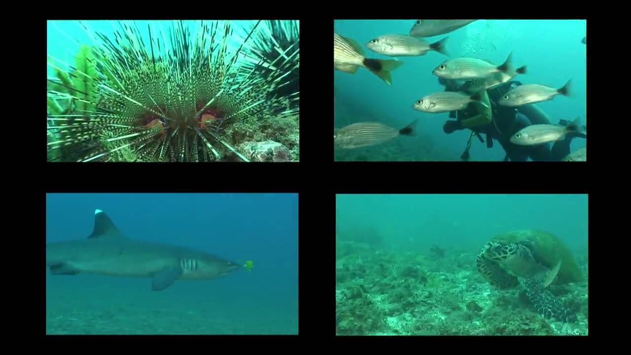 Diving Playas del Coco Costa rica 2010 HD  (Watch in HD!)
