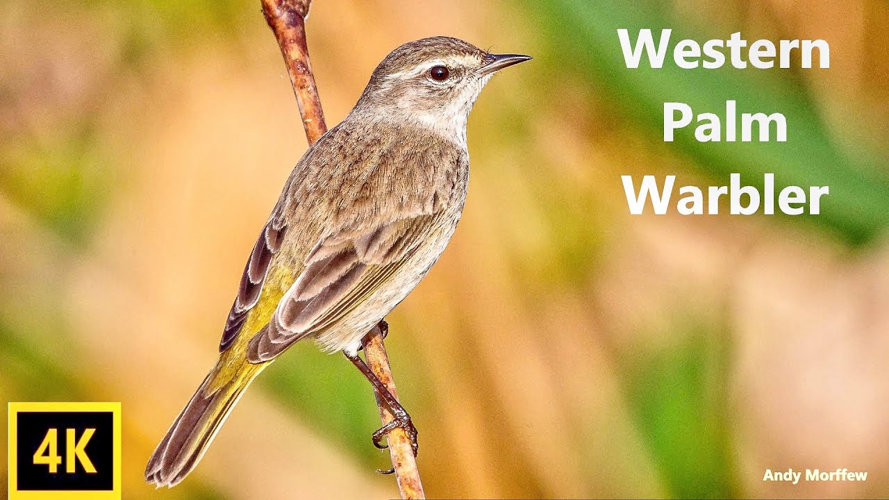 Palm Warbler - The Tail Wagging Bird