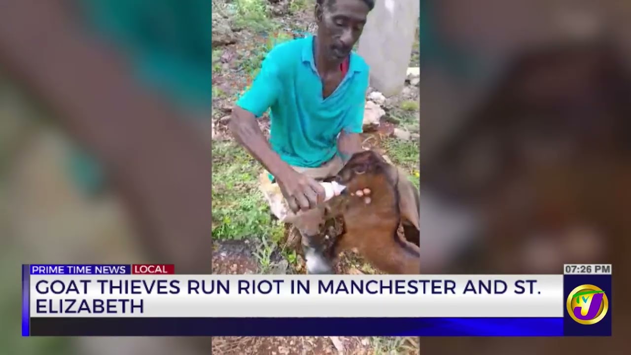 Goat Thieves Run Riot In Manchester And St. Elizabeth | TVJ News