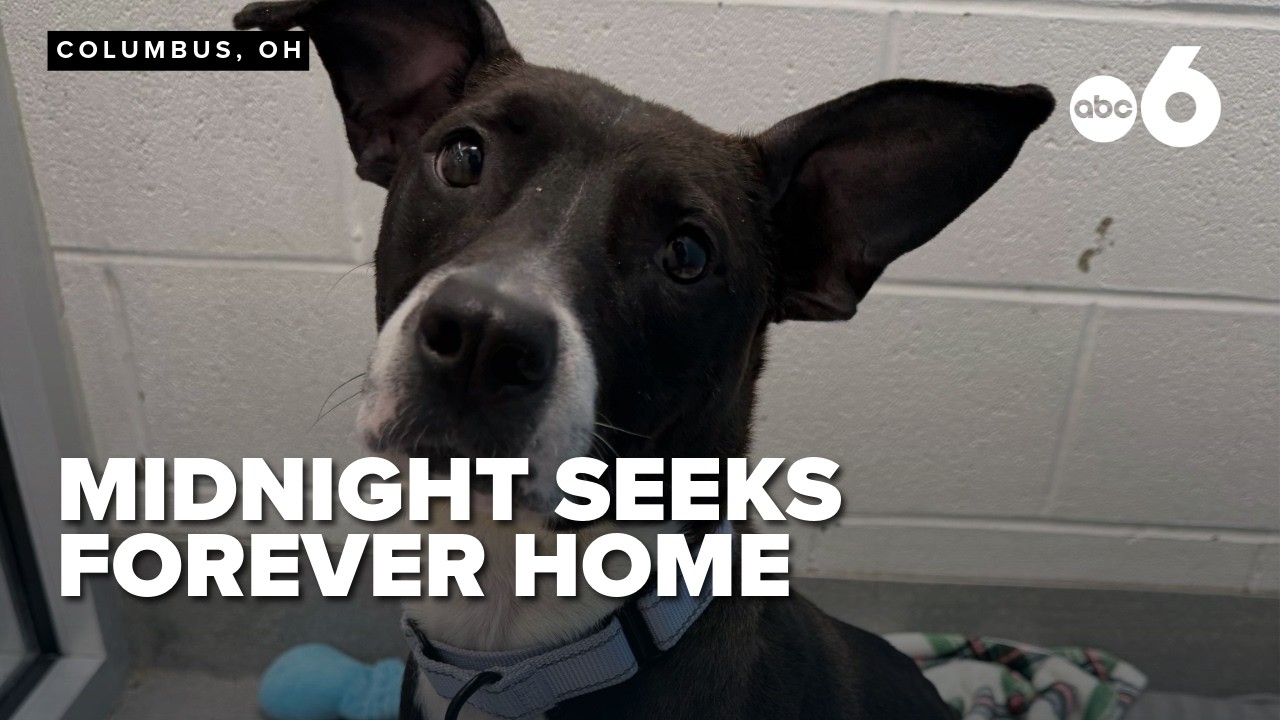 Meet Midnight, the bat-eared beauty looking for a forever home