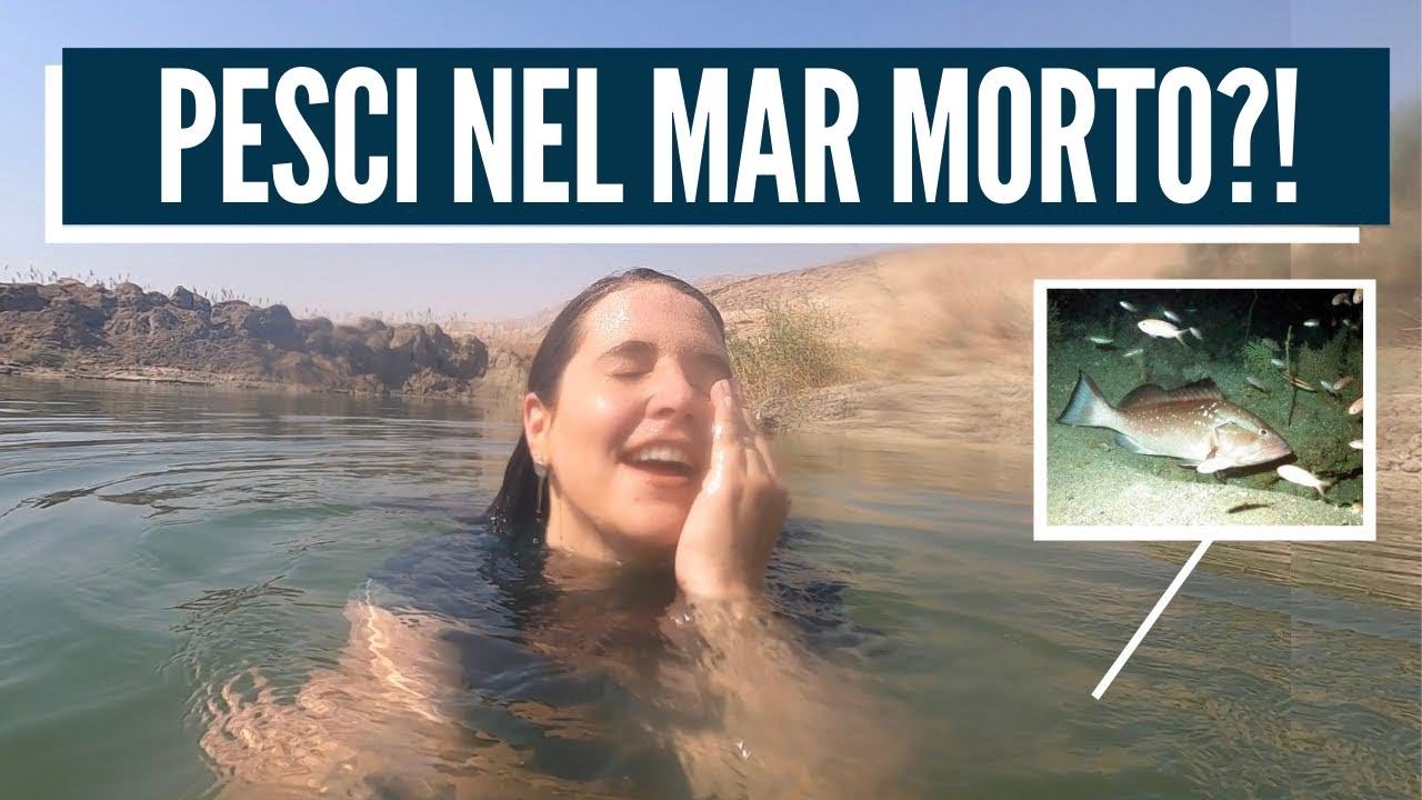 LA PROFEZIA SI STA AVVERANDO OGGI! Israele con Aline