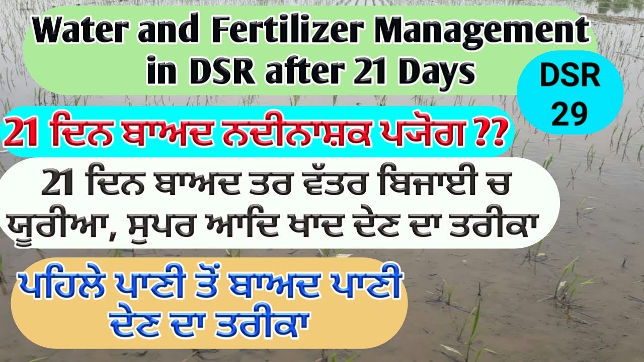 FERTILIZER AND WATER MANAGEMENT IN DSR AFTER 21 DAYS (ਇੱਕੀ ਦਿਨ ਬਾਅਦ ਖਾਦ ਅਤੇ ਪਾਣੀ ਦਾ ਪ੍ਰਬੰਧ  SHERGILL