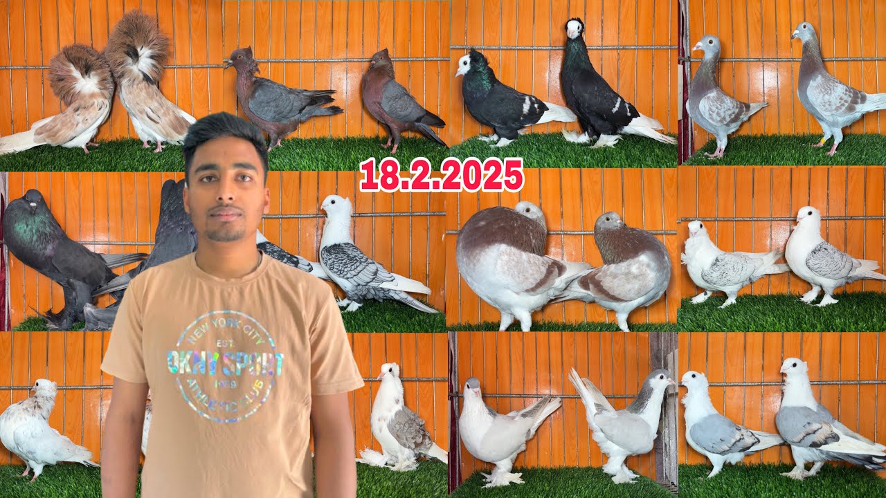 টপ কোয়ালিটি ফেন্সি কবুতর কালেকশন। রাজশাহীর গালিব ভাই এর কবুতরের খামার।