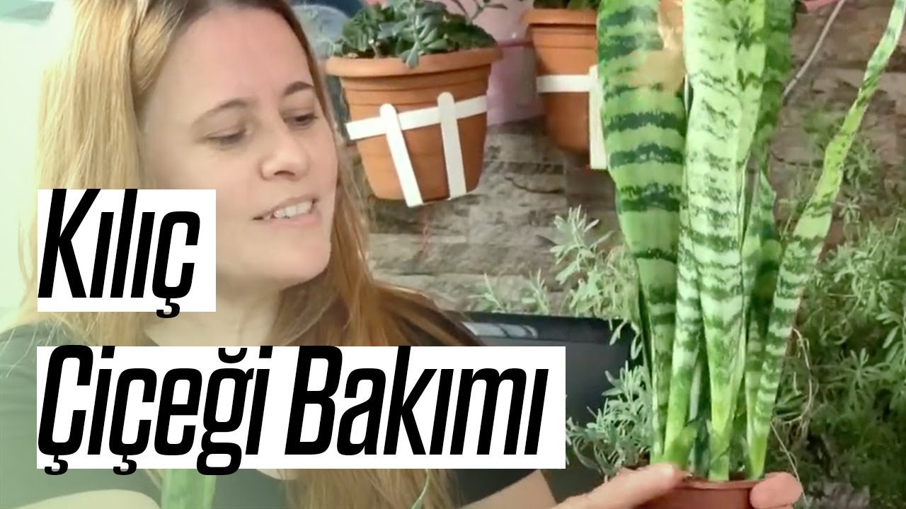 Kılıç Çiçeği Çoğaltılması ve Bakımı Nasıl Yapılır?