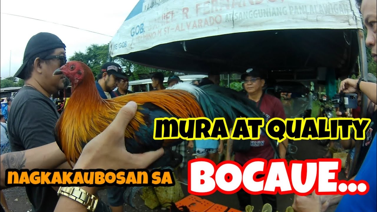 BOCAUE PET MARKET, august price update....