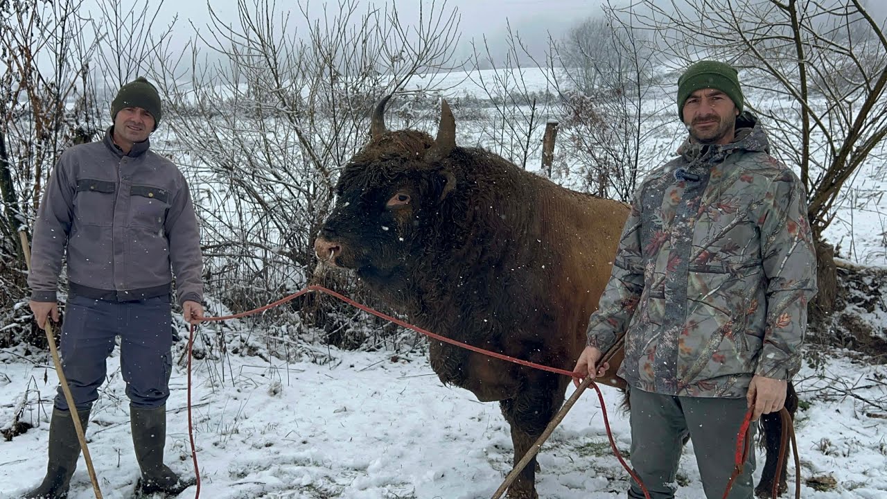 Složna braća Numanović iz Repuha kod Živinica
