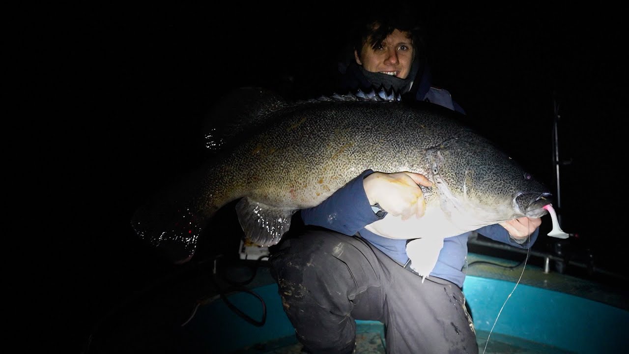 Giant Lake Eildon Murray Cod
