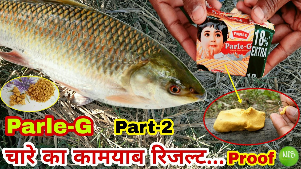 Rohu grass machhli ka chara aur rohu machhli ka shikar with live proof- Fishing bait Part 2