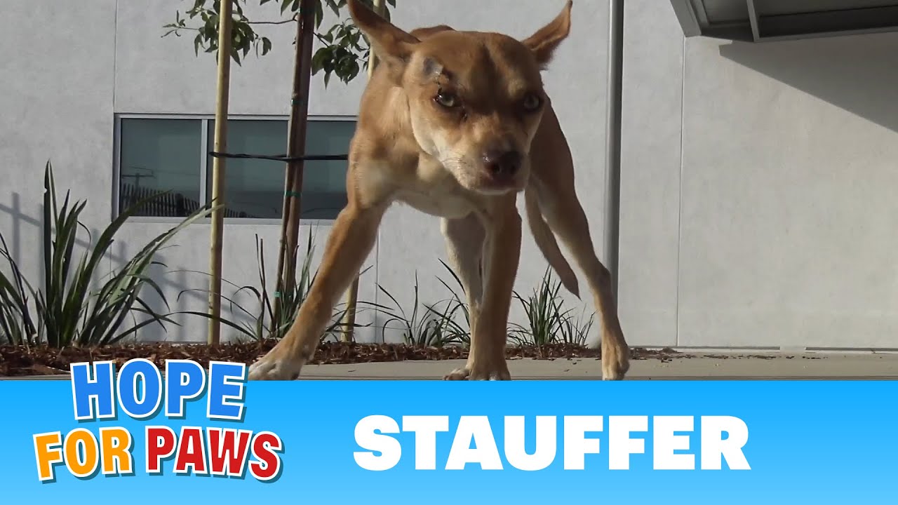 Stauffer is no longer homeless, but his journey is not over yet. #chihuahua