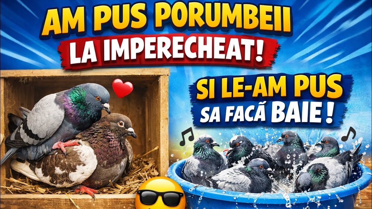 Am împerecheat porumbeii, le-am pus sa facă baie