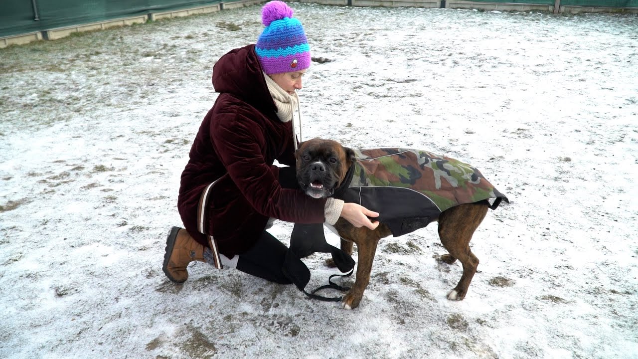 Chronić zwierzęta przed mrozem 2026