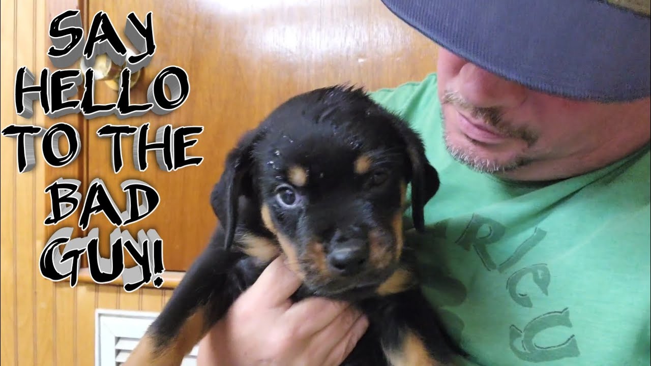 ROTTWEILER PUPPIES EVERYWHERE 😆 3032505669 FOR INFO, CALL NOW, NO WAIT! RK IS CREME DE LA CREME 💪