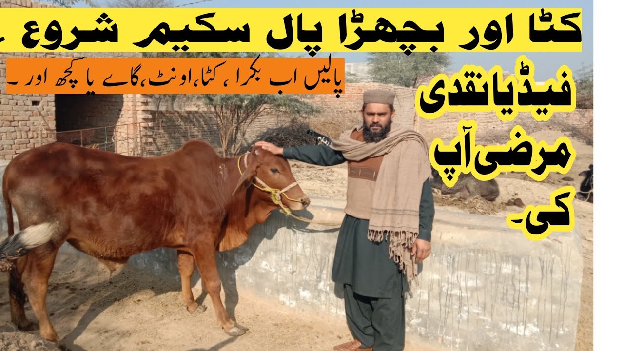 نیا سال نئی پالیسی کریں اب کاروبار وہ بھی دل کھول کر ۔Mujahid Niazll