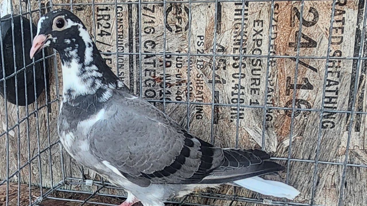 The first 2026 Racing Pigeons