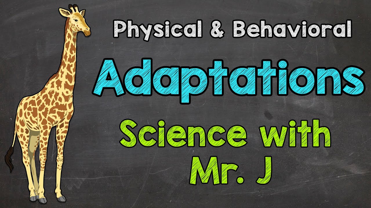 What are Adaptations? | Physical Adaptations & Behavioral Adaptations
