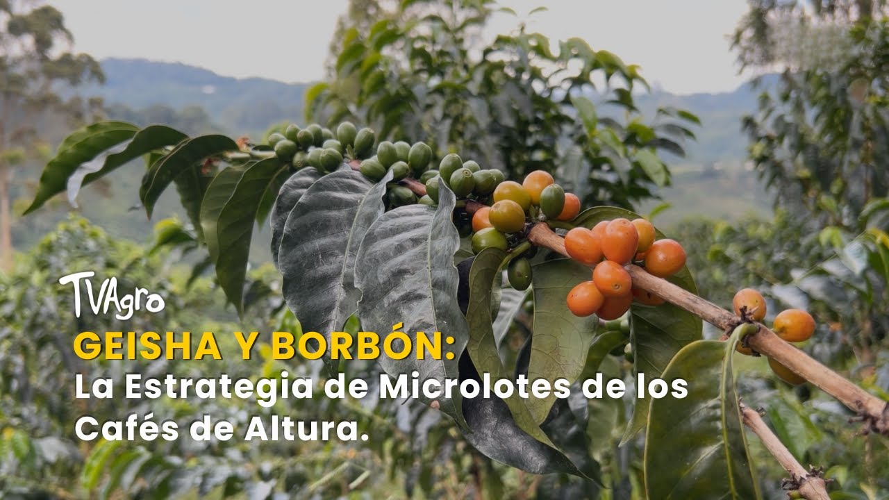 Geisha y Borbón: La Estrategia de Microlotes de los Cafés de Altura - TvAgro por Juan Gonzalo Angel