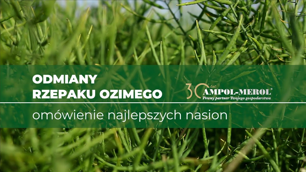 Odmiany rzepaku ozimego - omówienie najlepszych nasion