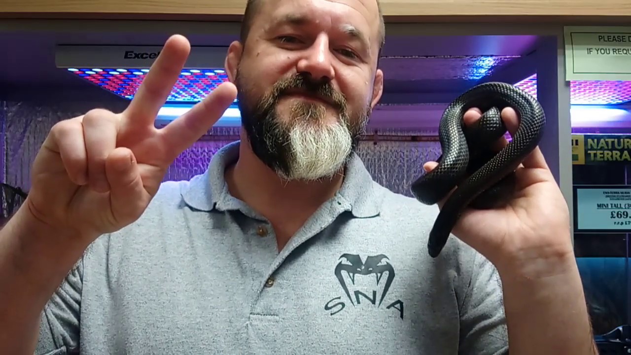 S'N'A Introducing Series: Episode 32 - Mexican Black King Snake (Lampropeltis getula nigritus)
