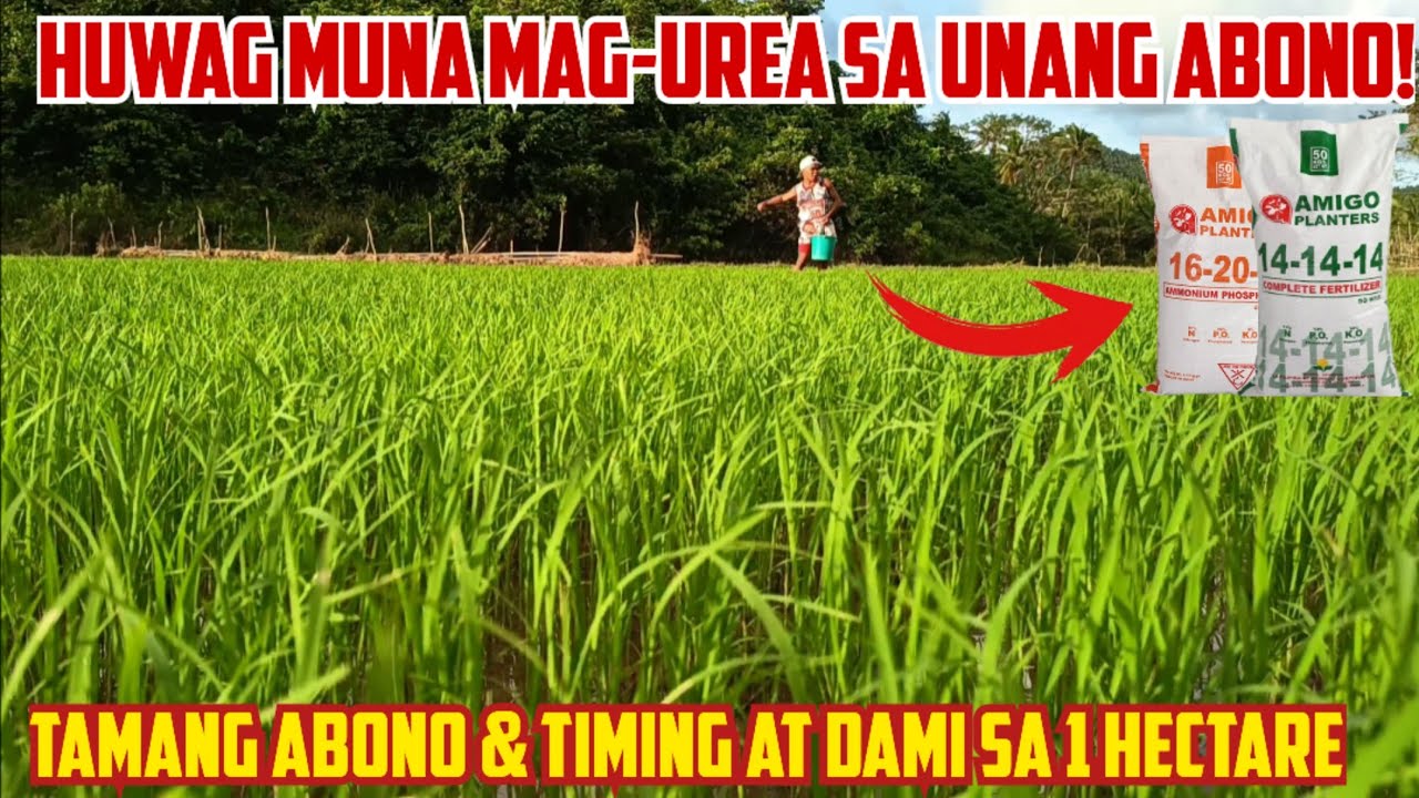 HUWAG MUNA MAG-UREA SA PALAY! | Tamang Unang Abono at Timing at Gaano karami sa 1 hectare na palayan