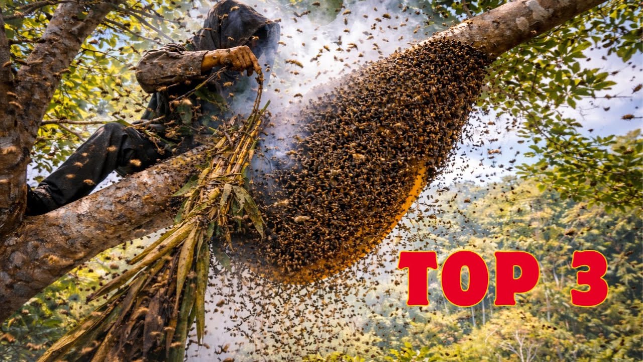 Compilation of the World's Most Dangerous Bee Catching Moments -  No One Dares to Watch