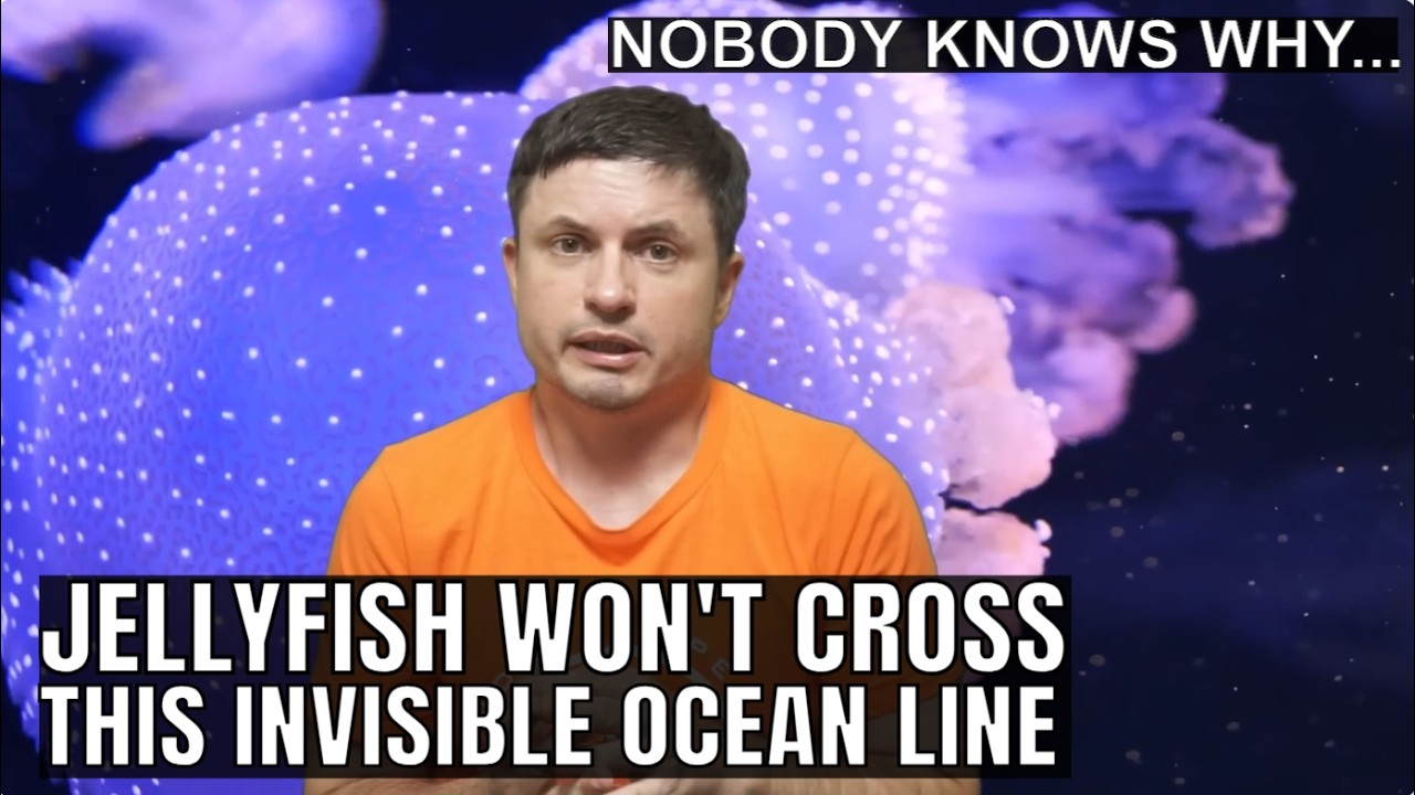 Invisible Barrier in the Oceans Prevents Some Animals From Crossing