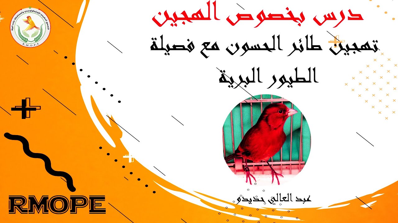 تهجين بعض أنواع الطيور مع الحسون