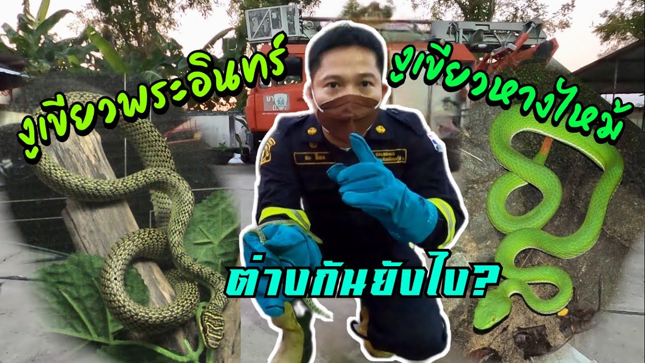 ความแตกต่างระหว่าง”งูเขียวพระอินทร์”กับ”งูเขียวหางไหม้” | PNN Firefighter
