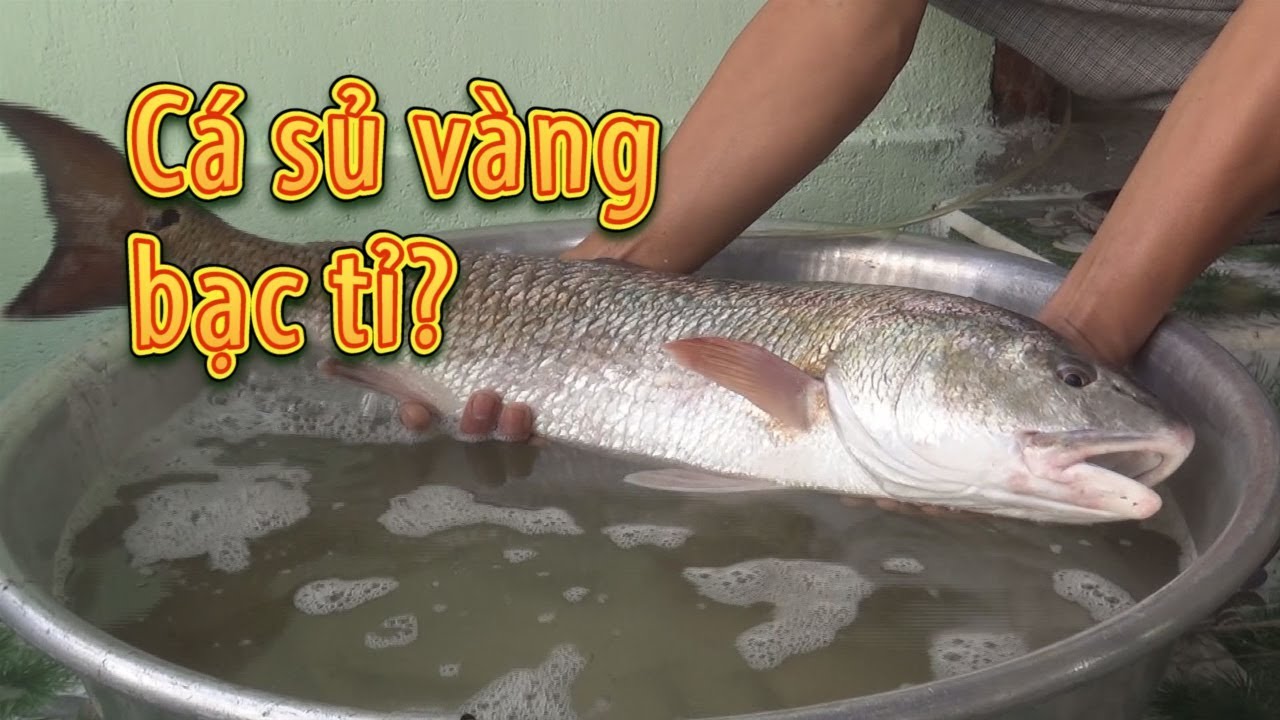 Đi c&acirc;u, tr&uacute;ng c&aacute; sủ v&agrave;ng cực khủng v&ocirc; c&ugrave;ng qu&yacute; hiếm