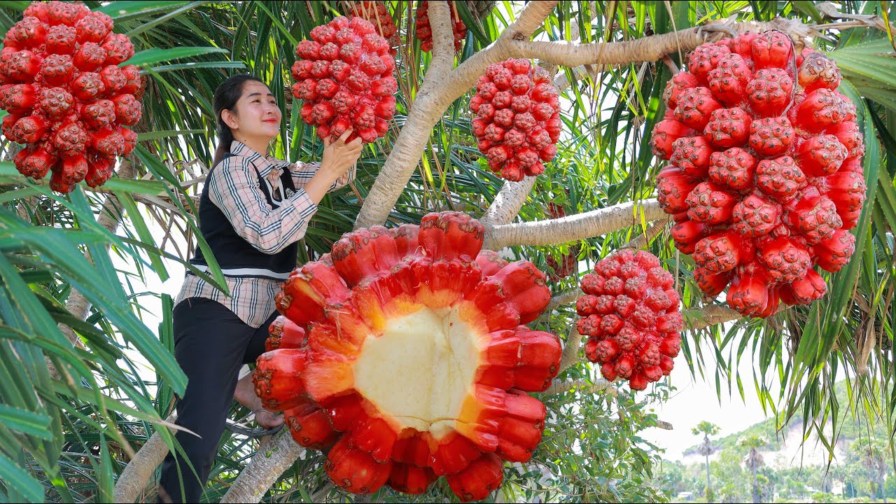 Have you ever try screw pine fruit before | Screw pine fruit wine processing | Ocean fruit wine