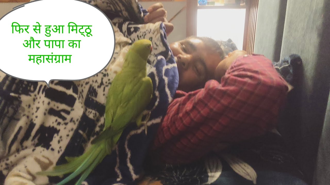 देखिए मिट्ठू को पापा के साथ कैसे महासंग्राम हुआ 🤣🦜#like #youtubevedeo # varal 🦜 Agra 