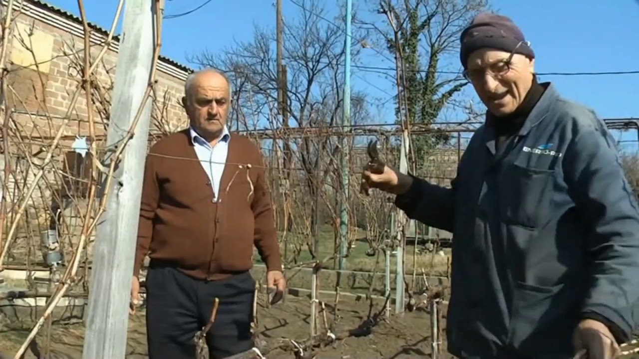 თამაზ ნემსაძე მევენახე