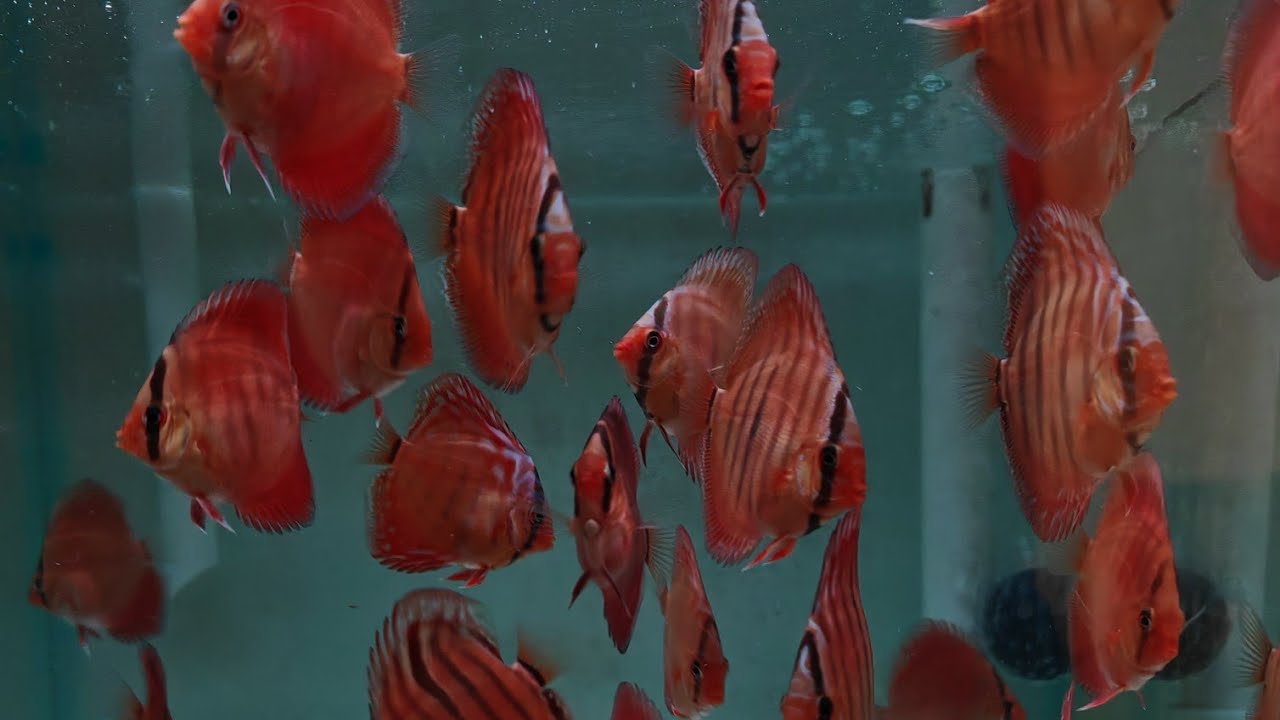 High quality young Stocker discus Red Cover Blue Rim & Heckel Cross Royal