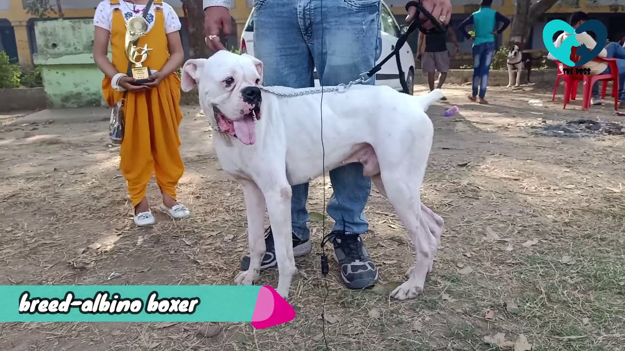 The White Boxer is a purebred Boxer|Boxer|Dog show|Bareilly Dog Show|Great Dane Dog