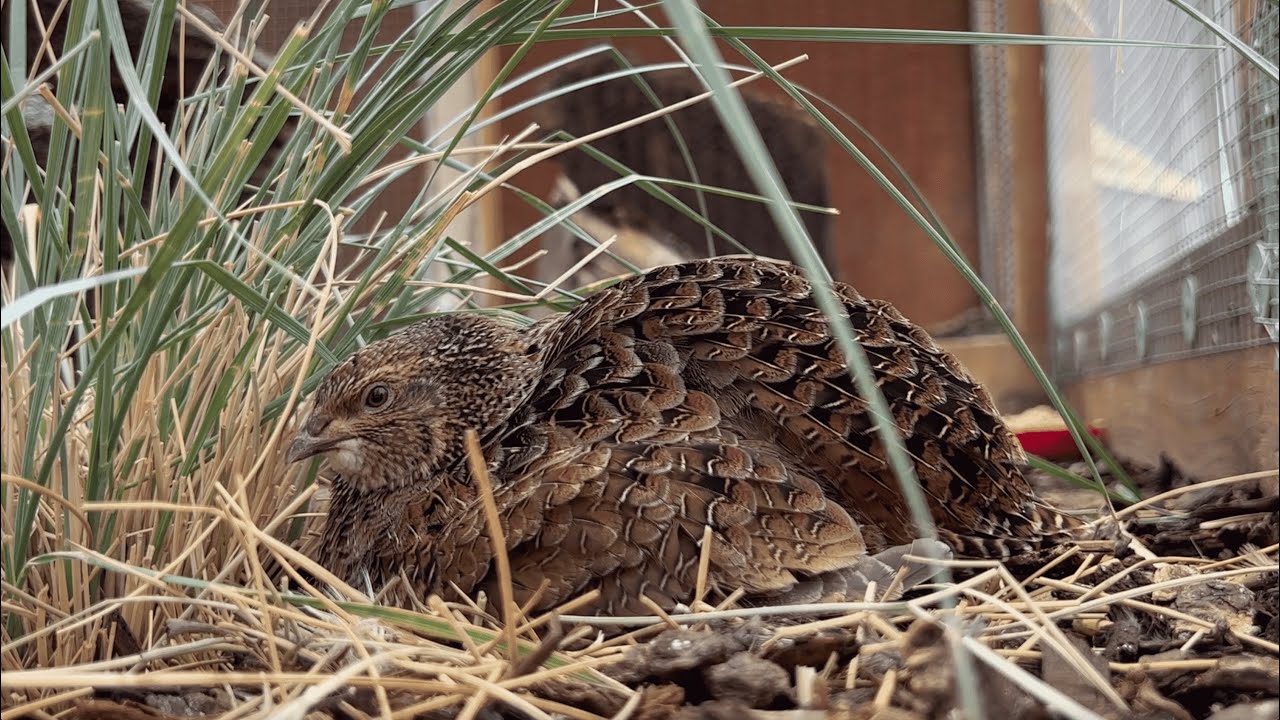 Japanese Quail Do Go Broody
