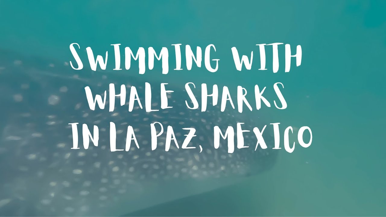 SWIMMING WITH WHALE SHARKS IN LA PAZ BAJA CALIFORNIA SUR, MEXICO
