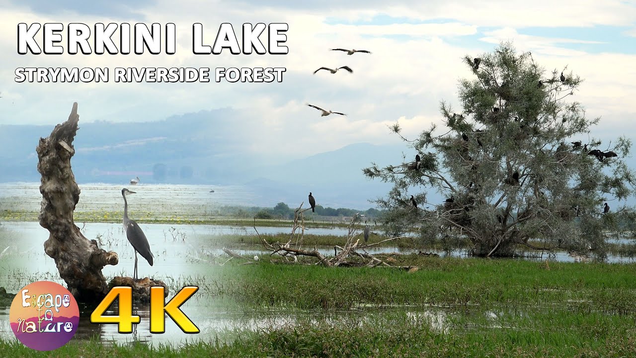 4K Λίμνη Κερκίνη Σέρρες - Kerkini Lake - Strymon riverside forest-Παραποτάμιο δάσος ποταμού Στρυμόνα