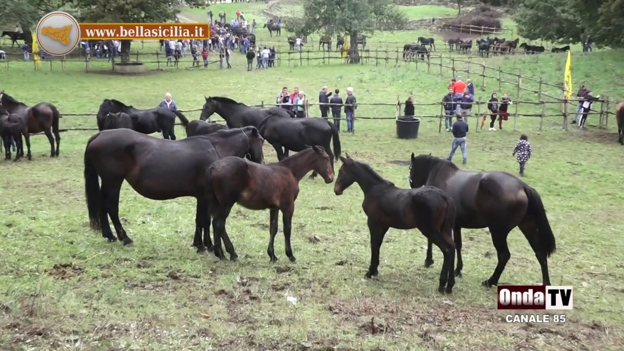Il grande successo della 61^ mostra del cavalllo Sanfratellano