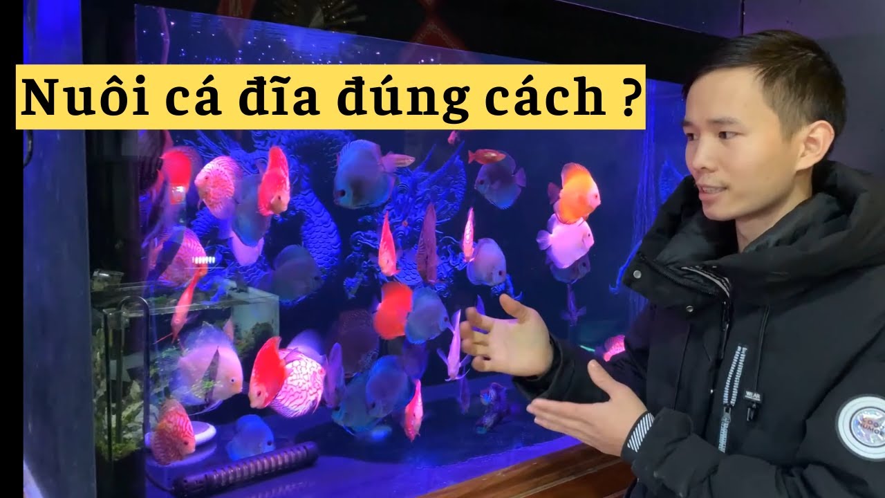 C&aacute; đĩa | những lưu &yacute; khi nu&ocirc;i c&aacute; đĩa | Nguyễn Du Auqa
