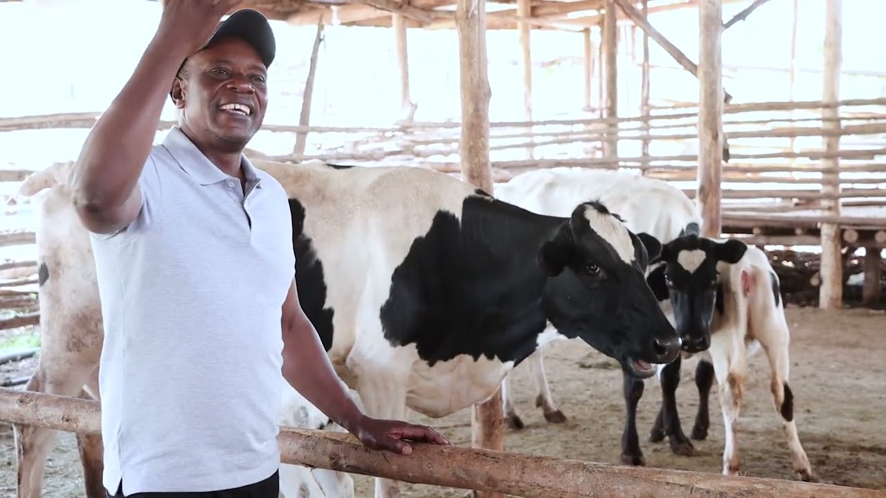 COW WITH 5 OFFSPRING IN 4 YEARS