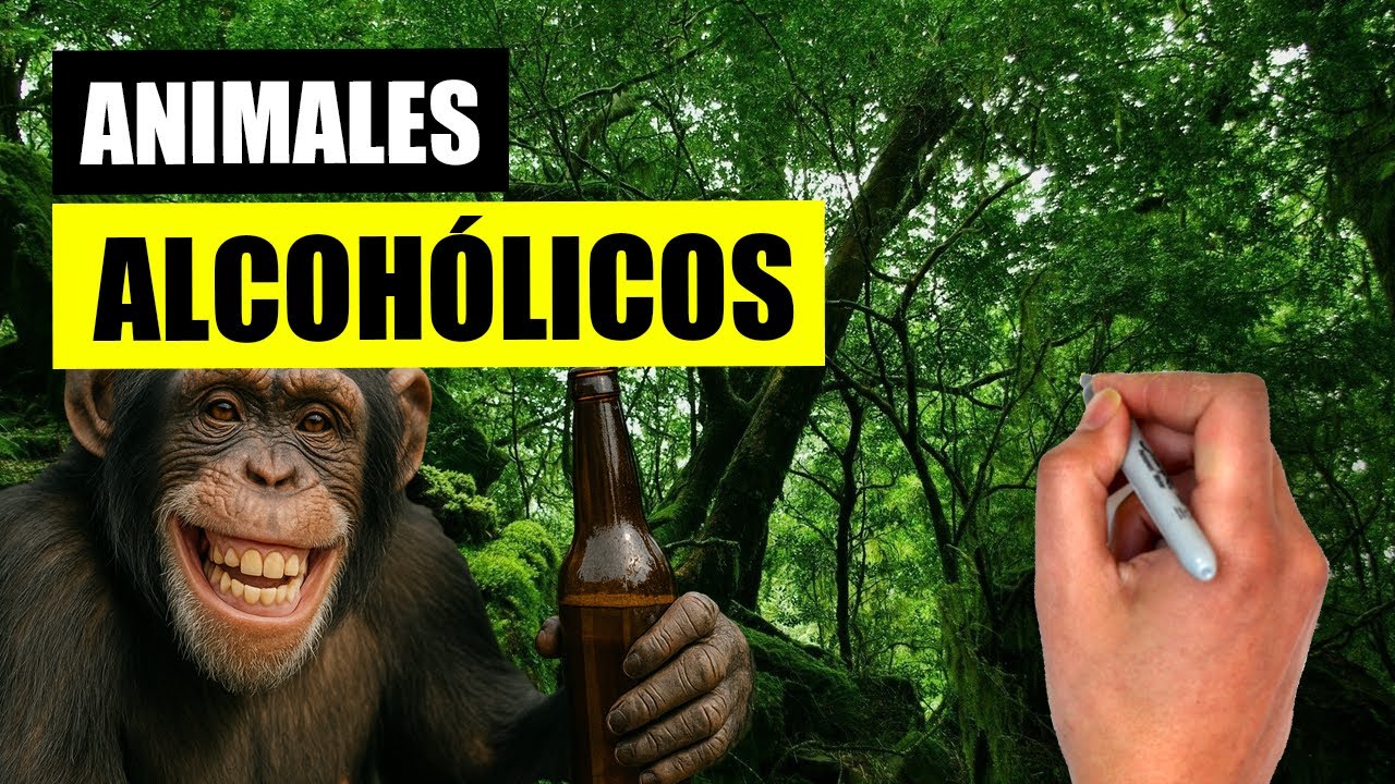 What animals drink alcohol in the wild? 🐑🍺