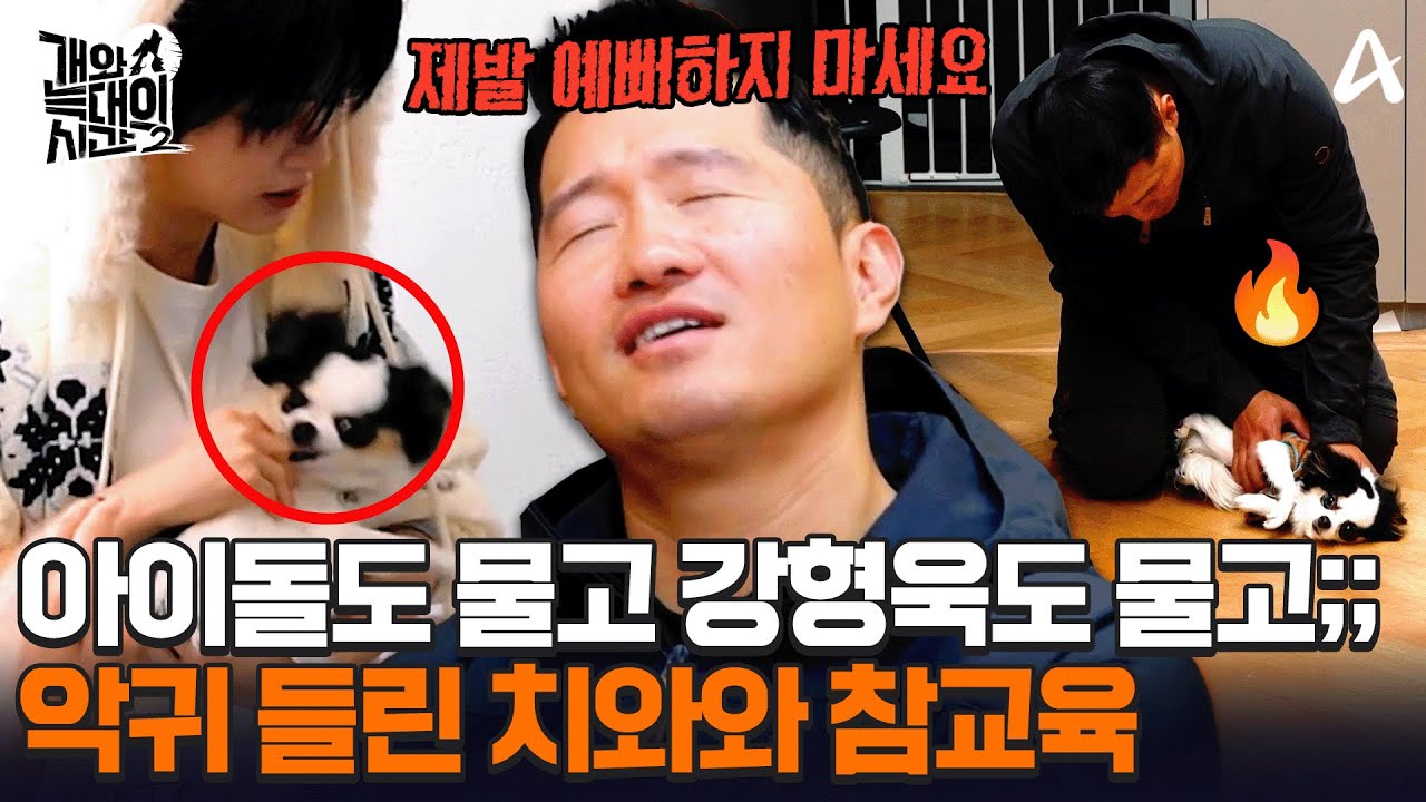 아이돌도 강형욱도 결국 피 봤다;;🩸 메이크업 샵 초토화시킨 급발진 치와와 참교육💥ㅣ개와 늑대의 시간2