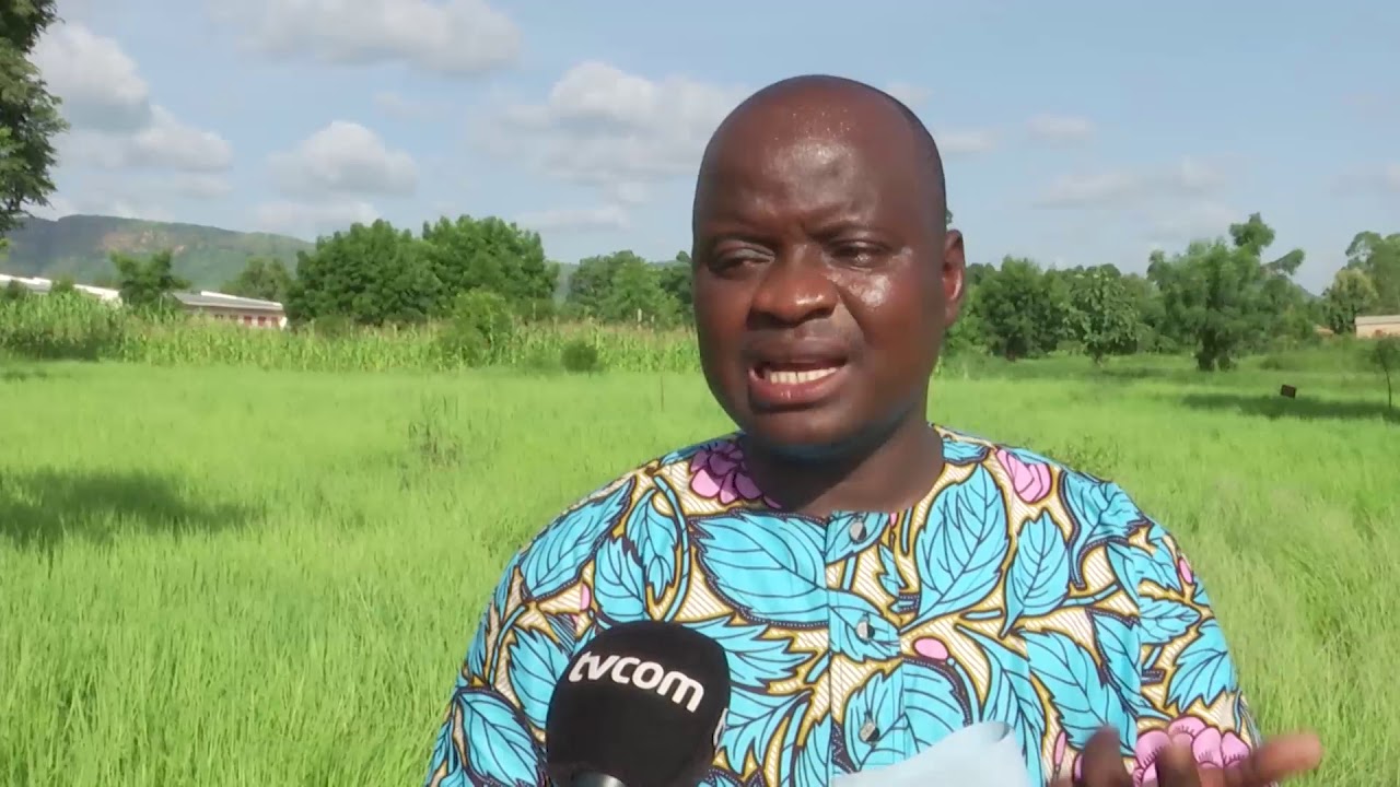 Bénin : le fonio peut-il s'exporter en Europe ? (3)