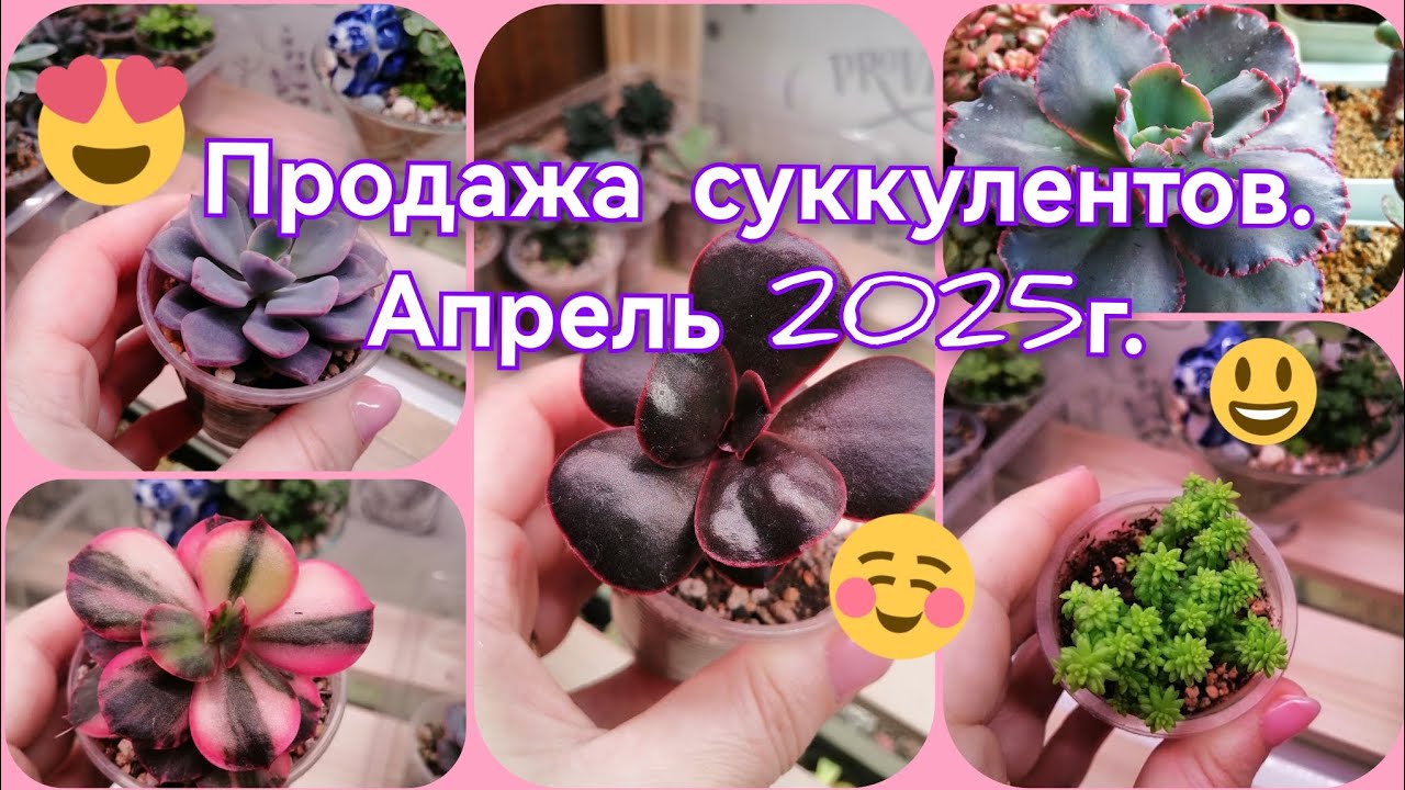 Продажа излишков коллекции суккулентов. Март-апрель 2025г.
