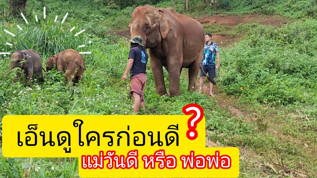 เปลื่ยนมุมกิน..กันยา ธาริน ช้างน้อยที่ปางช้างภัทร