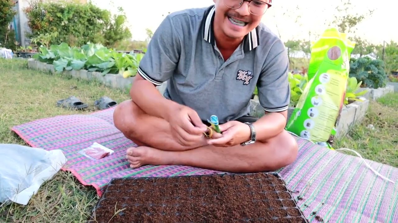 สอนเพาะเมล็ดคื่นฉ่ายให้งอกเยอะๆ แบบง่ายๆ เพาะคื่นฉ่ายอย่างละเอียดดูจบทำได้100