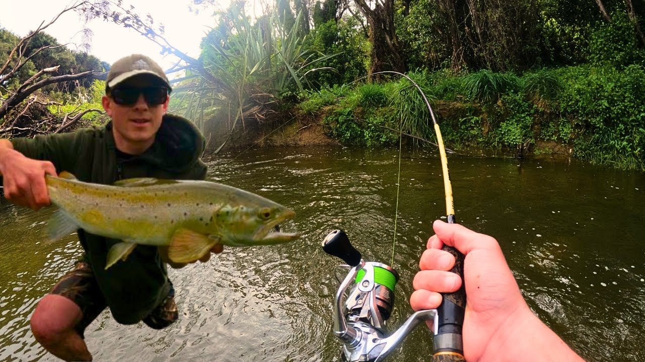 Chasing Soft Bait Smashing Tout in a Small stream
